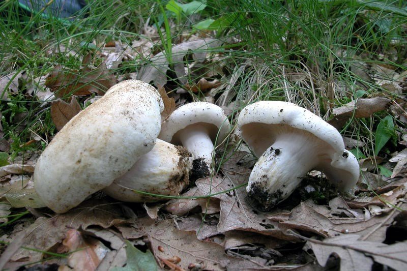 Pepper mushroom (Lactarius piperatus) photo and description