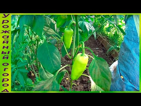 Pepper Ramiro: cultivation and care