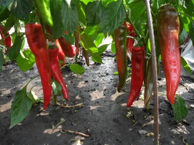 Pepper Ramiro: cultivation and care