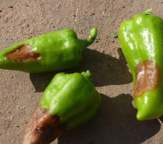 Pepper rot in a polycarbonate greenhouse: causes, control measures