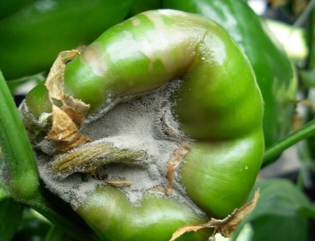 Pepper rot in a polycarbonate greenhouse: causes, control measures