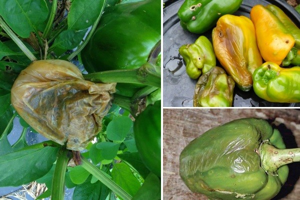 Pepper rot in a polycarbonate greenhouse: causes, control measures