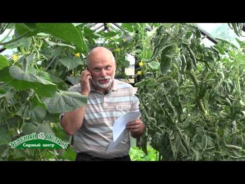 Pepper rot in a polycarbonate greenhouse: causes, control measures