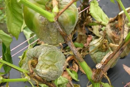 Pepper rot in a polycarbonate greenhouse: causes, control measures