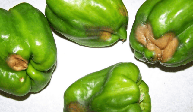 Pepper rot in a polycarbonate greenhouse: causes, control measures