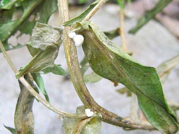 Pepper rot in a polycarbonate greenhouse: causes, control measures