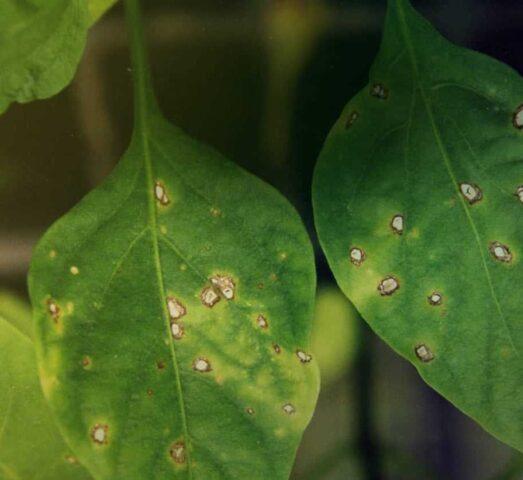 Pepper rot in a polycarbonate greenhouse: causes, control measures