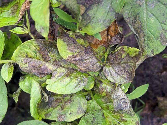 Pepper rot in a polycarbonate greenhouse: causes, control measures