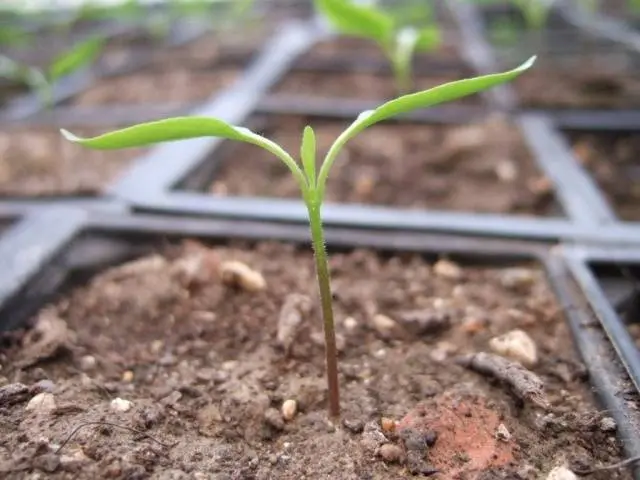 Pepper seedlings are pulled out: what to do 