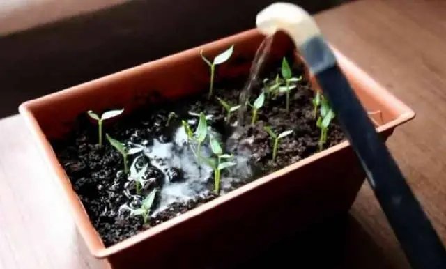 Pepper seedlings are pulled out: what to do 