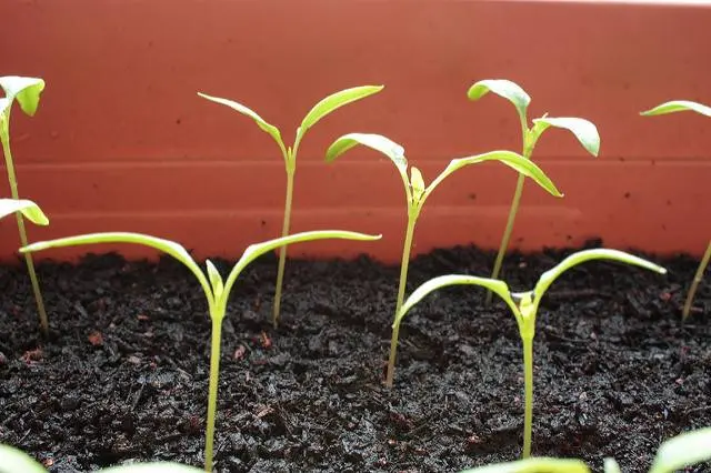 Pepper seedlings are pulled out: what to do 