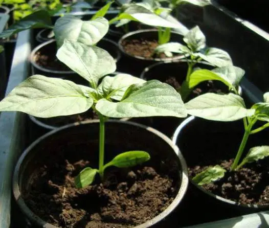 Pepper seedlings are pulled out: what to do 