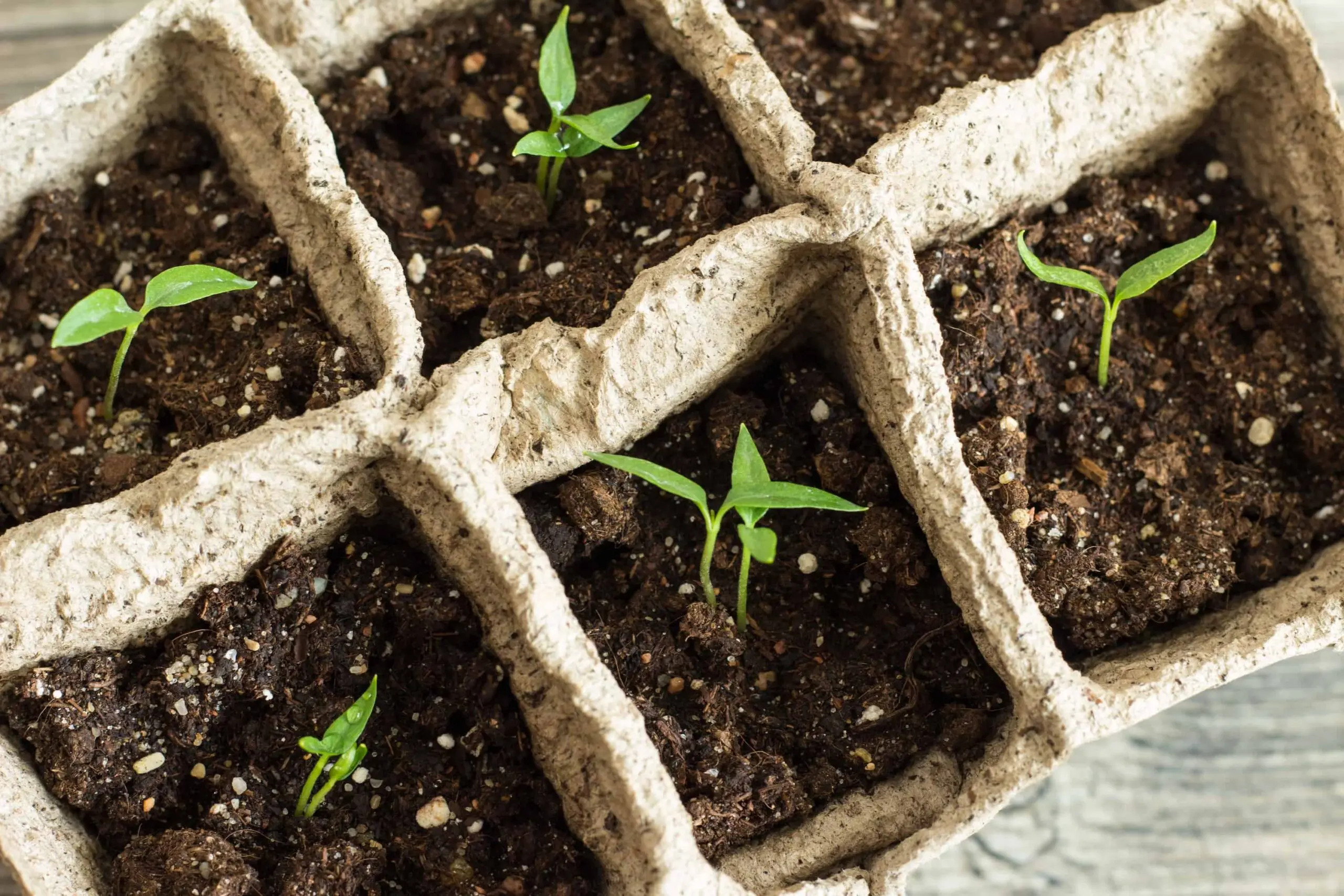 Pepper seedlings are pulled out: what to do 