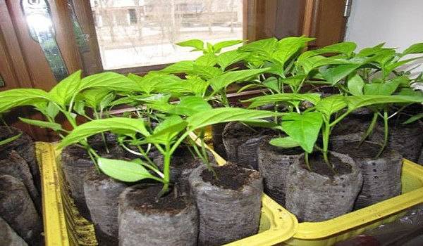 Pepper seedlings do not grow: what to do