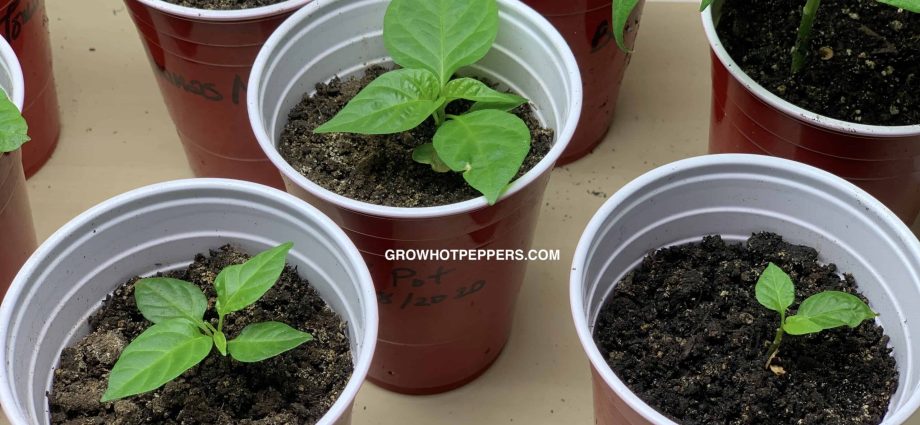 Pepper seedlings do not grow: what to do