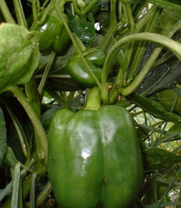 Pepper sweet early thick-walled for the Moscow region