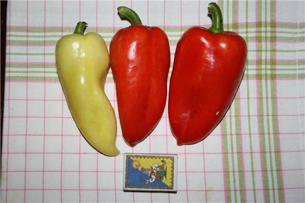 Pepper sweet early thick-walled for the Moscow region