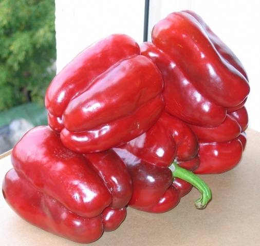 Pepper sweet early thick-walled for the Moscow region