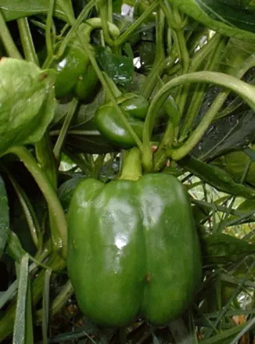 Pepper sweet early thick-walled for the Moscow region