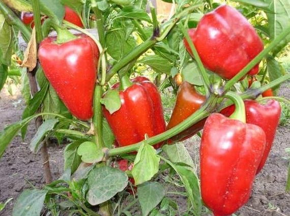 Pepper sweet hero &#8211; description, reviews, photos