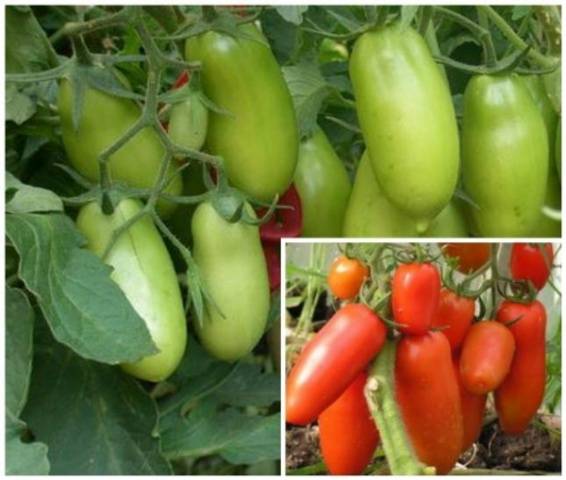 Pepper tomato: Giant, Orange, Striped, Yellow, Pink, Red