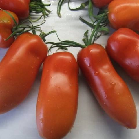 Pepper tomato: Giant, Orange, Striped, Yellow, Pink, Red