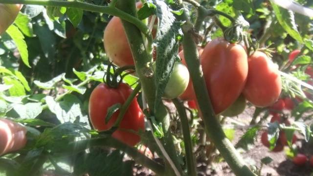 Pepper tomato: Giant, Orange, Striped, Yellow, Pink, Red