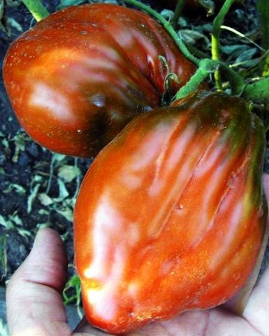 Pepper tomato: Giant, Orange, Striped, Yellow, Pink, Red