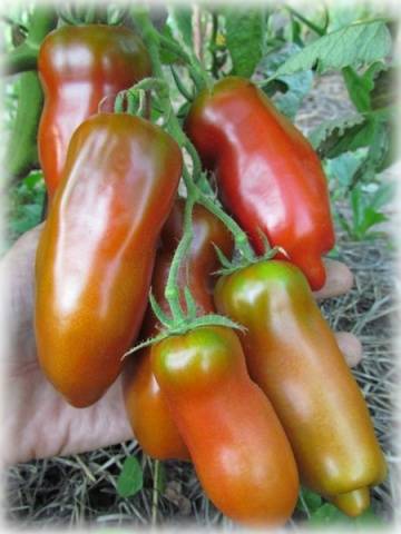 Pepper tomato: Giant, Orange, Striped, Yellow, Pink, Red