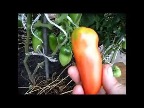 Pepper tomato: Giant, Orange, Striped, Yellow, Pink, Red