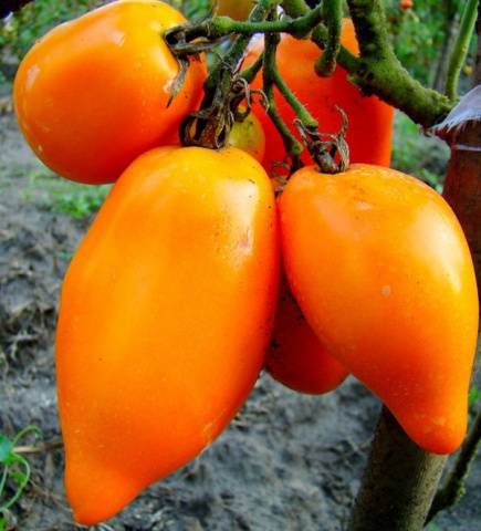 Pepper tomato: Giant, Orange, Striped, Yellow, Pink, Red