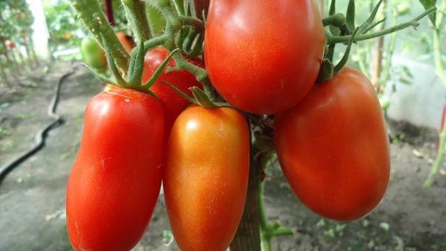 Pepper tomato: Giant, Orange, Striped, Yellow, Pink, Red