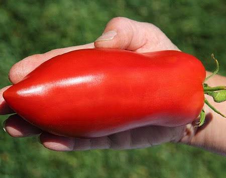 Pepper tomato: Giant, Orange, Striped, Yellow, Pink, Red