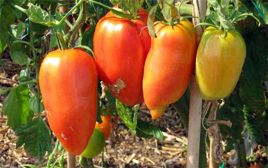 Pepper tomato: Giant, Orange, Striped, Yellow, Pink, Red