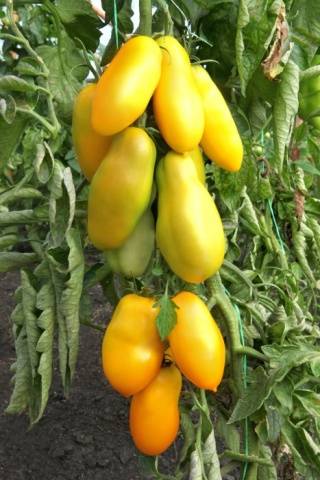 Pepper tomato: Giant, Orange, Striped, Yellow, Pink, Red