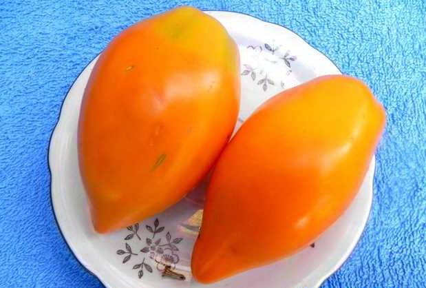 Pepper tomato: Giant, Orange, Striped, Yellow, Pink, Red