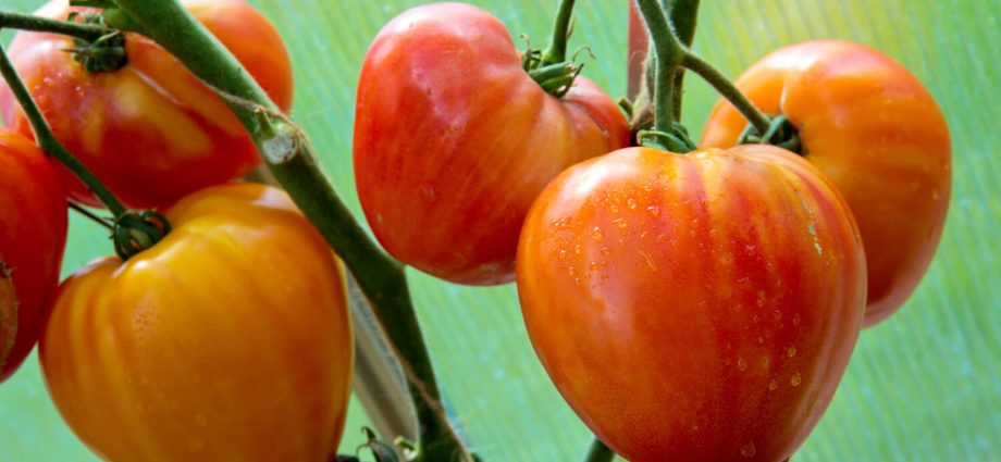 Pepper tomato: Giant, Orange, Striped, Yellow, Pink, Red