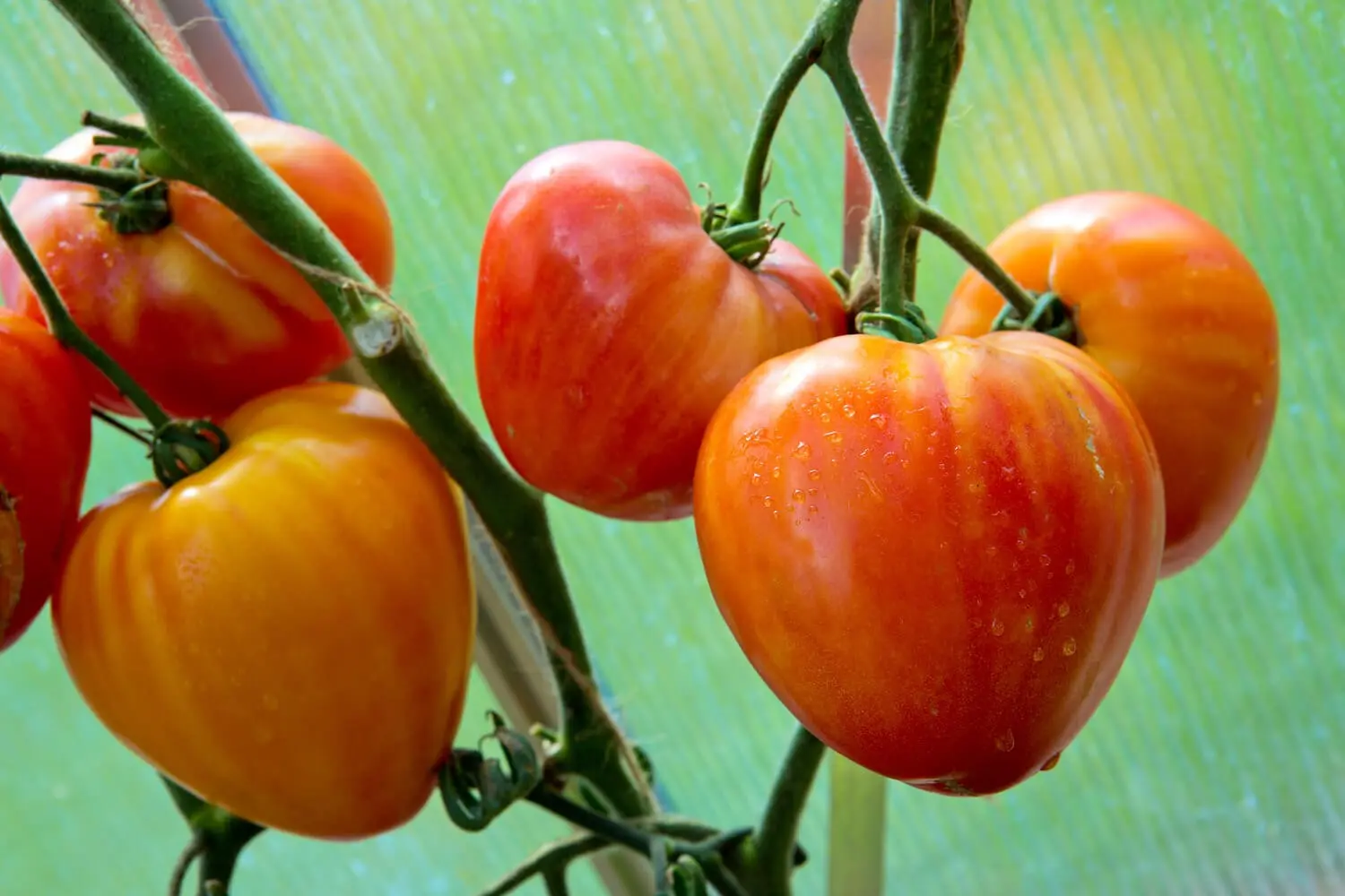 Pepper tomato: Giant, Orange, Striped, Yellow, Pink, Red