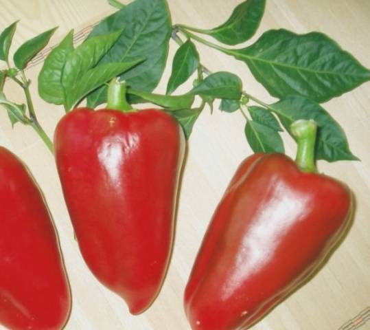 Pepper varieties for open ground in Siberia