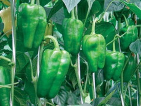 Pepper varieties for open ground in Siberia