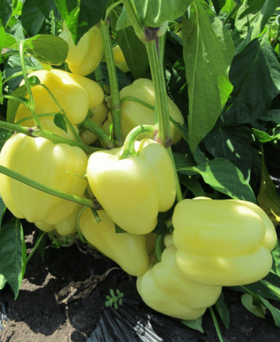 Pepper varieties for open ground in Siberia