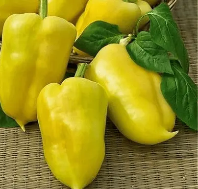 Pepper varieties for open ground in Siberia