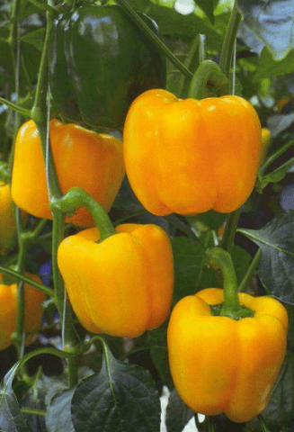 Pepper varieties for open ground in Siberia