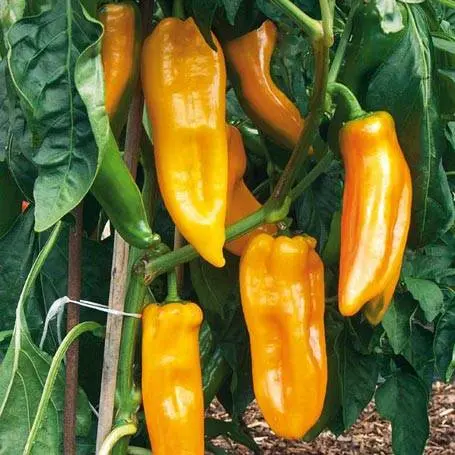 Pepper varieties for open ground in Siberia