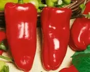 Pepper varieties for open ground in Siberia