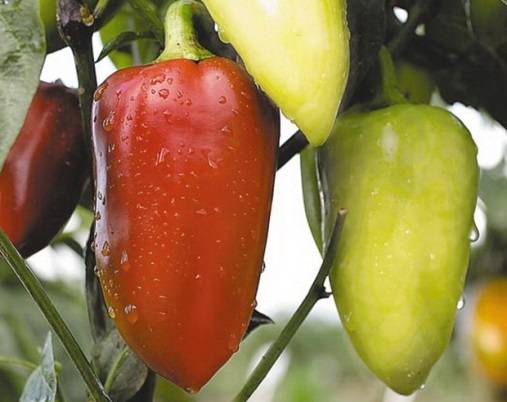 Pepper varieties for open ground in Siberia