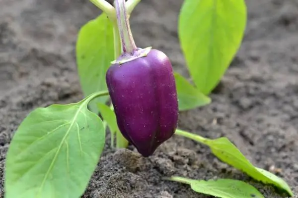 Pepper varieties for paprika