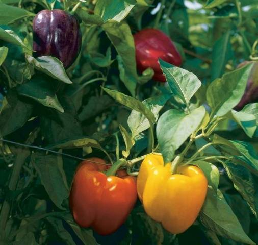 Pepper varieties resistant to diseases and low temperatures