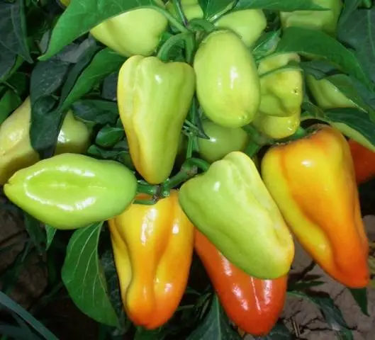 Pepper varieties resistant to diseases and low temperatures