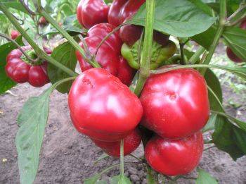 Pepper varieties resistant to diseases and low temperatures